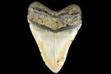 Fossil Megalodon Tooth - North Carolina #109783-2